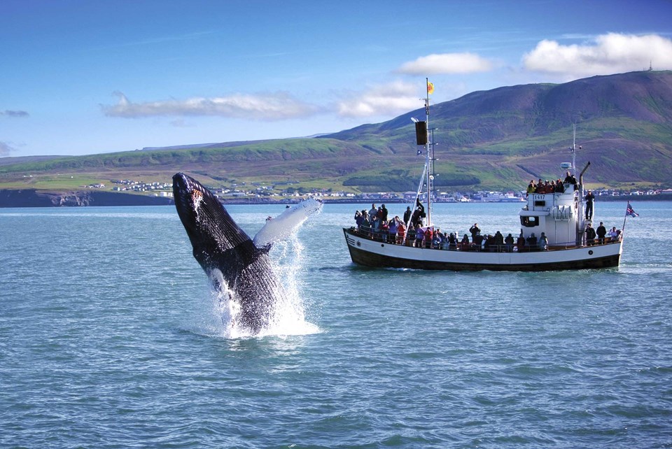 Baleine observé par des gens sur un bateau