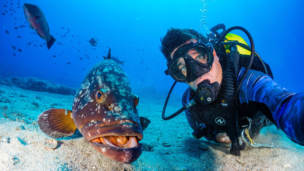 Plongée sous-marine à Madeira, Portugal, pour découvrir fonds marins et grottes volcaniques. 